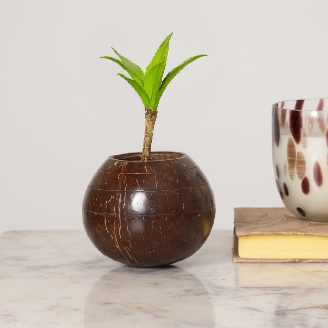 Natural Coconut Shell Planter | Ecofriendly Sustainable Pot
