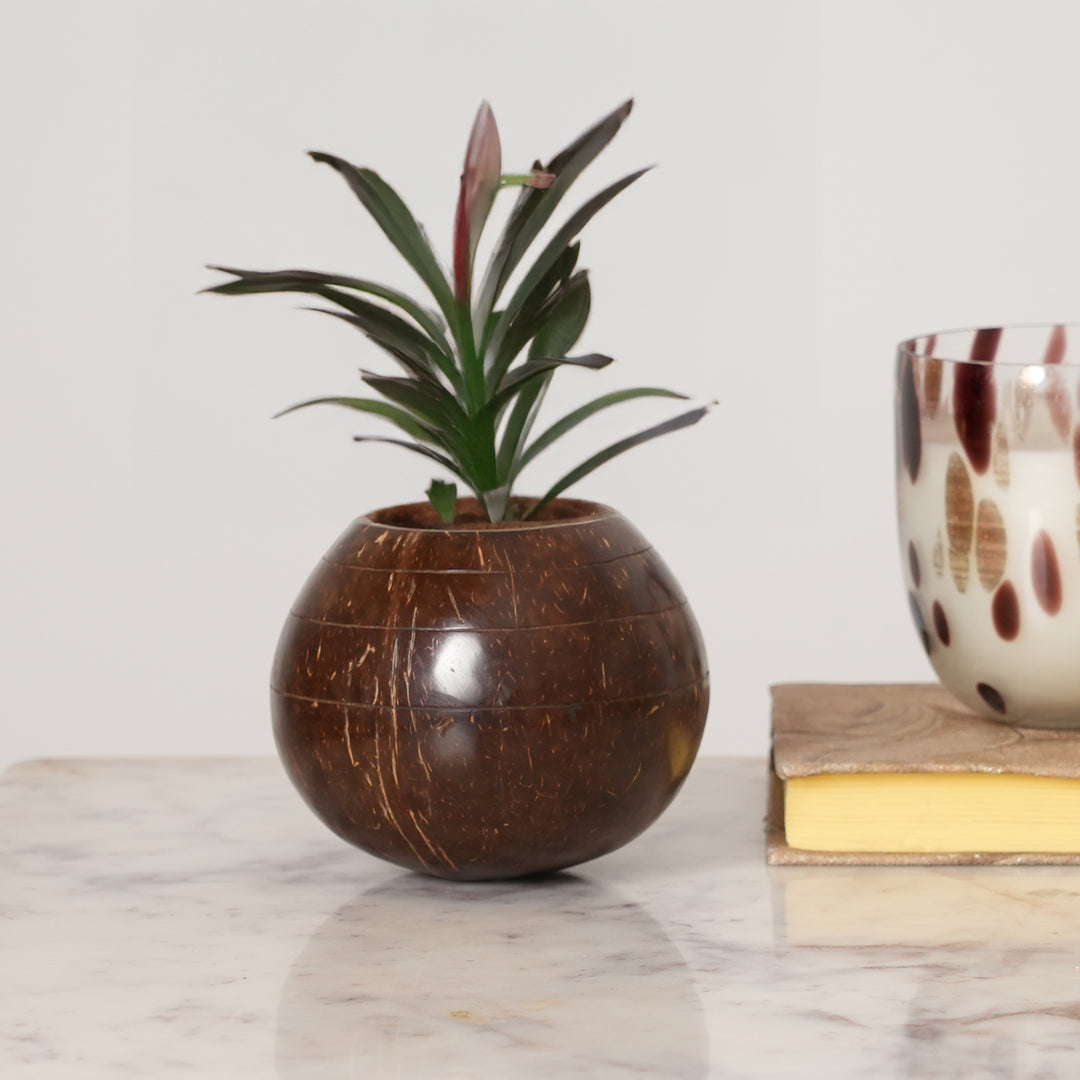 Natural Coconut Shell Planter | Ecofriendly Sustainable Pot